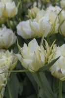 Tulipa 'Exotic Emperor' tulip