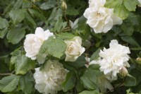 Rosa 'Sanders White' - rose - June