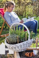 Herb basket with rosemary, thyme, oregano, chives and mint. In background woman relaxing with a cup of tea and reading her favorite garden magazine.