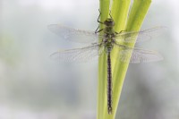 Newly emerged Anax imperator Emperor dragonfly 
