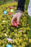 Child collecting colourful Easter eggs from Box hedge