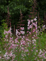 Epilobium angustifolium 'Stahl Rose' syn. Chamaenerion angustifolium - Rosebay willowherb  June Norfolk