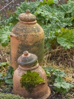Terracotta rhubarb forcing jars in spring