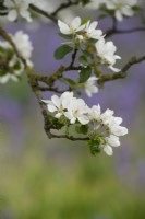 Malus domestica 'Marshal Oyama' - Crabapple blossom