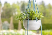 Top pot of the plant hanger hanging infront of a garden