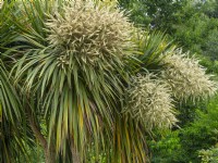 Cordyline australis cabbage palm spring in flower