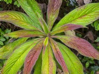 Echium pinnifolium Giant viper's bugloss  leaves in may Norfolk 