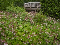 Erodium trifolium pelargonium' heron's bill' 