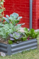 Raised metal garden bed with a variety of leafy edible plants