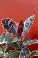 Ficus elastica 'Red Ruby'
