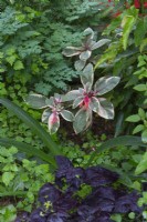 Fuchsia magellanica var gracilis 'Variegata' surrounded by other foliage plants