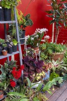 Collection of potted plants on a deck near walls
