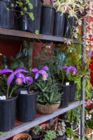 Pleione - Windowsill Orchid - in pot on metal shelving