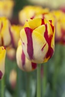 Tulipa 'Helmar' - April