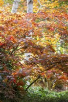 Acer palmatum 'Osakazuki'. Tree, November.