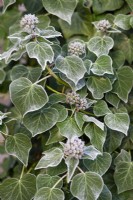 Hedera helix, Ivy. Climbing shrub, December.