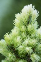 New spring foliage on Picea glauca var. albertiana 'J.w. Daisy's White'. Conifer, May.