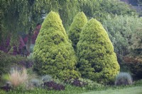 View of Picea glauca var. albertiana 'J.W. Daisy's White' in mixed border, Conifer, May.