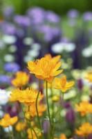 Trollius chinensis 'Golden queen' - Globeflower