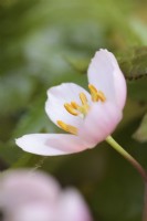 Podophyllum hexandrum flower - Himalayan Mayapple, Indian Mayapple - May