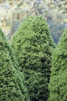 Picea glauca var. albertiana 'J.W. Daisy's White' in May. 