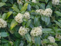 Skimmia japonica 'Fragrant Cloud' in flower mid april Norfolk