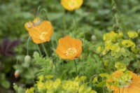Meconopsis cambrica - Welsh poppy - May