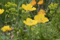 Meconopsis cambrica - Welsh poppy - May