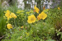 Meconopsis cambrica - Welsh poppy - May