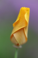 Eschscholzia californica 'Orange King'- California poppy flower bud
