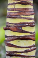 Close up of the bark of Trachycarpus fortunei, Chinese windmill palm, August.