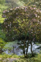 Rhododendron growing over pond