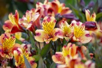 Alstroemeria Indian Summer, Peruvian Lily,  August.