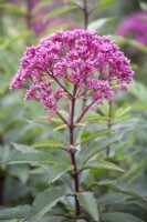 Eupatorium maculatum Atropurpureum Group 'Riesenschirm', August.