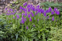 Dactylorhiza fuchsii 'Bressingham Bonus', June.