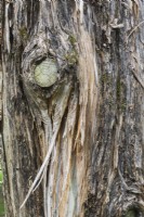 Juniperus virginiana 'Glauca' - Pencil Cedar or Red Cedar Juniper tree bark detail, Quebec, Canada