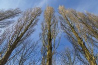 Populus nigra 'Italica' - Lombardy poplars, silhouetted against sky,
 Early April 