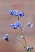 Cynoglossum amabile  - Chinese Forget-me-not