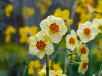 Narcissus 'Matador'  april Norfolk