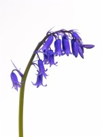 Bluebells Hyacinthoides non-scriptus cut out May