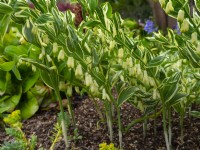Polygonatum multiflorum 'Striatum' flowering in May