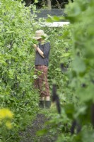 Woman harvesting Peas 