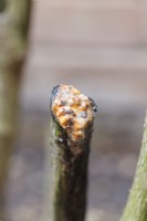 Cryptococcus macerans - Harmless Slime flux on cut branch of shrub - July
