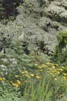 Mixed summer border with Allium sphaerocephalon,  Buphthalmum salicifolium and Astrantia major with Cornus controversa 'Variegata',  Sorbaria sorbifolia 'Sem' and Foeniculum vulgare behind - July