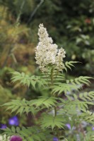 Sorbaria sorbifolia 'Sem' flower spike - July