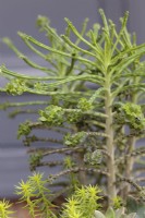  Kalanchoe tubiflora with Sedum rupestre 'Angelina' - July