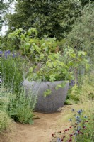 Figus carica in a large container - Iconic Horticultural Hero Garden by Tom Stuart-Smith - RHS Hampton Court Palace Festival 2021