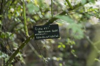 Handwritten label for Rosa 'Rambling Rector. 