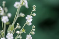 Omphalodes linifolia 'Little Snow White'