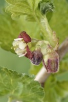 Ribes x nidigrolaria  Jostaberry  Flower  Hybrid cross of a blackcurrant and two varieties of gooseberries  April